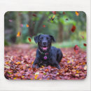 Search for labrador electronics Pet