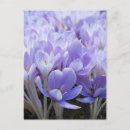 Search for crocus postcards Flowers