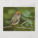 Search for ruby crowned kinglets Songbird