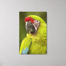 Search for ara art Bird