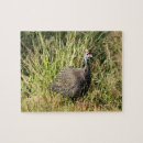 Search for guinea fowl Nature