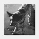 Search for hound photography Canine