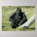 Search for lowlands posters Zoo