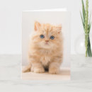 Search for longhair cards Cat