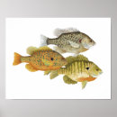 Search for sunfish posters Bass