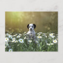Search for dog and flowers postcards Daisy