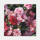 Search for carnations magnets Garden