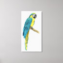 Search for macaws Animals