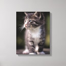 Search for kitten canvas prints Close up