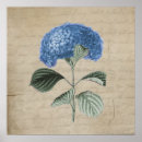 Search for vintage hydrangea posters Garden
