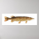 Search for pike fishing posters Muskie