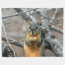 Search for gray squirrel Cute