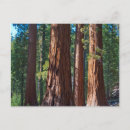 Search for tree trunk postcards Forest