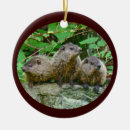Search for woodchuck christmas tree decorations Nature