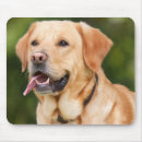 Search for lab dog electronics Hunter