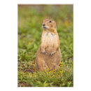 Search for black tailed posters Brown