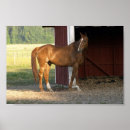 Search for filly posters Stallion