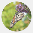 Search for butterfly photo stickers Photography