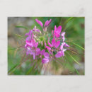 Search for flower postcards Vibrant