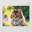 Search for coon postcards Pet