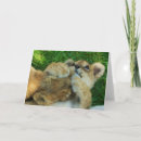 Search for lion and cub cards Africa