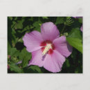 Search for postage photography Floral