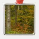 Search for new hampshire white mountains christmas tree decorations Foliage