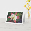 Search for daylilies cards Photography