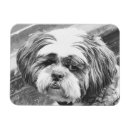Search for shih magnets Pets