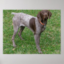 Search for german shorthaired posters German shorthair pointer
