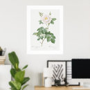 Search for white rose art Botanical
