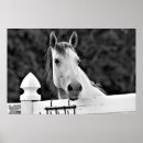 Search for white horses posters Black and white photography
