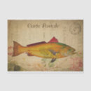 Search for salmon pink postcards Floral