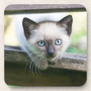 Search for spain coasters Cute