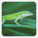 Search for herpetology stickers Animal