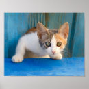 Search for calico cat posters Pet