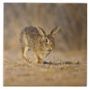 Search for rabbit tiles Fur
