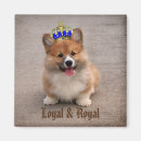Search for loyal magnets Cute