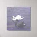 Search for swans canvas prints Lake
