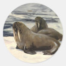 Search for arctic animals stickers Walrus