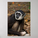 Search for animals in captivity posters Colour image