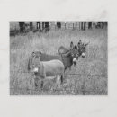 Search for three postcards Black and white