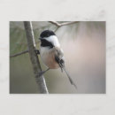 Search for backyard bird postcards Nature