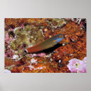 Search for sponge posters Sea life