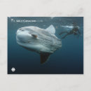 Search for documentary postcards Wildlife