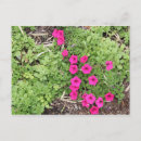 Search for pansies postcards Flowers