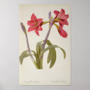 Search for pierre joseph redoute posters Flower