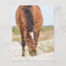 Search for mustang wild horses postcards Ranch