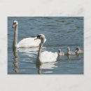Search for baby ducklings postcards Adorable