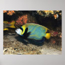 Search for raja Fish